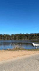 Car passes lakeside road in sunny Rusalevka forest
