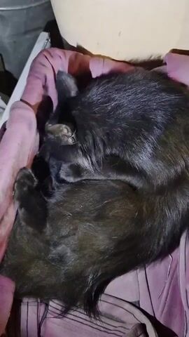 A close-up, overhead shot focuses on two black cats nestled together in a pink fabric-lined container. The larger cat is curled up, with its head resting on its paws. A smaller kitten is tucked beneath the larger cat's chin, its face obscured by the adult cat's fur. The lighting is dim, casting shadows on the cats and the surrounding objects, which appear to be made of a rough, textured material. The video is brief, with minimal movement, capturing a quiet moment of rest between the two animals.