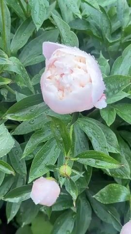 The video shows a close-up, slightly shaky shot of a light pink peony flower with water droplets on its petals. The flower is in focus, and the background consists of blurry green leaves. There is another, smaller peony bud visible at the bottom left of the frame. The lighting suggests it might be overcast or the photo was taken shortly after rain.