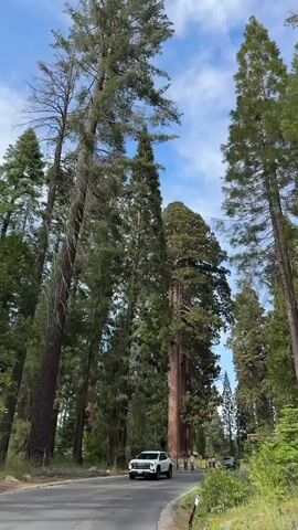 A low-angle, wide shot captures a road winding through a forest of massive redwood trees. Sunlight filters through the blue sky and scattered white clouds, illuminating the scene. On the road, a white SUV is driving away from the camera on the left, while a black sedan travels in the opposite direction on the right. Several people are walking on the side of the road, some appearing to take photos. Signs are visible on the right side of the road, one with a blue accessibility symbol and text. The trees, some appearing to be ancient giant sequoias, tower over the road, their thick trunks and green foliage creating a majestic canopy. The road is paved, with a grassy shoulder on the right.
