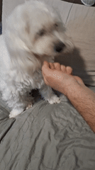 Quiet domestic moments with pet, portrait, and cooking in Bulgaria