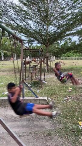 A short video shows two children on swings in an outdoor play area. The child on the left is a young girl in a maroon shirt and grey pants, sitting on a green swing. The child on the right is a young boy in a black and white shirt and blue shorts, on a separate swing. He is actively swinging, with his body angled backward as if mid-swing. Behind the children, there is a large tree with spreading branches. In the background, there are a few brown cows grazing in a fenced-off area. The ground appears to be a mixture of dirt and grass, with some scattered debris. The overall atmosphere seems casual and playful, set in a rural or farm-like environment.