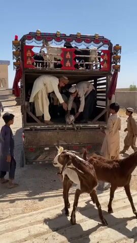 The video shows a truck loaded with goats. Several men are in the process of loading or unloading the goats from the truck. Some goats are already in the truck, while others are on the ground near the truck. The truck has a decorative metal railing at the top, adorned with red fabric and lights. The environment appears to be outdoors, with a dusty ground and buildings in the background. The scene suggests an agricultural or market setting where goats are being transported.