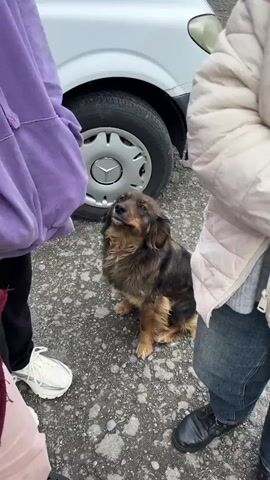 Three people are standing around a small, brown and black dog, outdoors on asphalt. The dog is sitting and looking upward, blinking. A white car with a Mercedes wheel cover is behind the group. The person on the left is wearing a purple hooded sweatshirt, maroon shirt, black pants, and white tennis shoes. The person on the right is wearing a white puffy jacket and jeans. The person in the middle is only partially visible. In the background, there are other cars and a restaurant. The voices of the three people can be heard, although their words are not distinct.