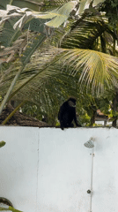Poolside morning in Sri Lanka, monkeys and Huxley included