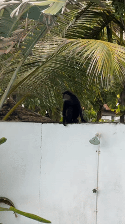 Poolside morning in Sri Lanka, monkeys and Huxley included