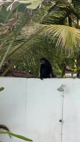 A black monkey with a grey face is perched on a white wall. Palm fronds hang above the monkey and the wall. The monkey is facing to the right and looking downwards. The video is static and does not show any movement from the monkey.