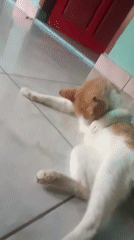 Cats, kids, and chickens on a quiet Cempaka morning