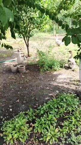 The video shows two geese in a backyard. One goose is in the foreground, standing next to two buckets. The other goose is in the background, walking away from the camera. The backyard is grassy and has trees. The sun is shining.