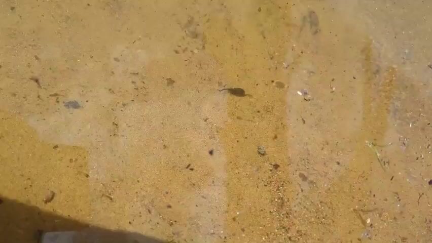 A tadpole swims in shallow, clear water over a sandy bottom. The tadpole is dark brown and has a rounded body with a long tail. It is moving from left to right across the frame. The water is slightly rippled, and there are some small pieces of debris scattered on the bottom, including leaves and small stones. The lighting suggests it is daytime, with sunlight illuminating the scene from above.