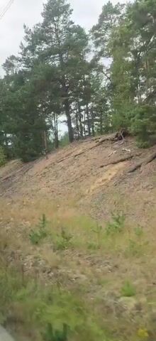 A video taken from a moving vehicle shows a hillside covered in sparse brown grass and exposed soil. The hill is dotted with scattered bushes and at the top, a dense forest of pine and deciduous trees. The sky appears overcast. There are no people or discernible objects visible within the scene.
