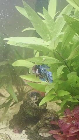 A fish swims behind green aquarium plants. The fish is mostly white with some blue and brown markings. The background is blurry and the water appears to have some bubbles. There are also some small figurines in the aquarium.