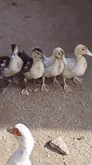 Ducks and turkeys roaming a dusty outdoor yard