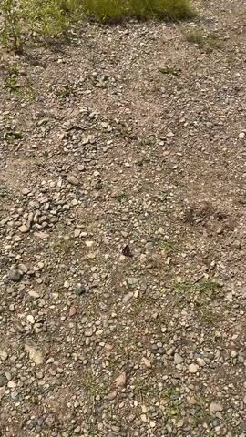 The video shows a close-up, overhead view of a gravelly ground with sparse green vegetation. The camera pans slowly to the right, revealing a small dark object, possibly an insect, moving on the ground. The scene appears to be outdoors on a sunny day.