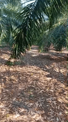 Inside a palm oil plantation in Tebo Jaya, Indonesia