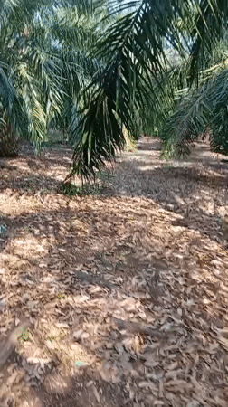 Inside a palm oil plantation in Tebo Jaya, Indonesia