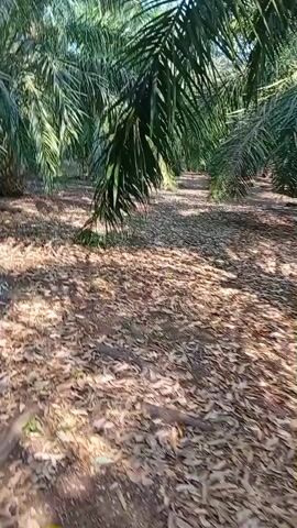 The video shows a pathway through a palm oil plantation. The ground is covered in dried palm fronds, and the palm trees are planted in rows. The sun is shining, casting shadows through the trees. The camera is moving forward, as if walking down the path. There are no people or animals visible in the video. The overall impression is one of a rural, agricultural landscape.