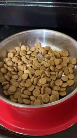The video shows a close-up of a red dog bowl filled with brown kibble. A ladle containing a clear liquid, likely water or broth, is then used to pour the liquid into the bowl, wetting the kibble. The bowl sits on a dark surface, possibly a countertop, with a blurred black object in the background. The lighting is bright, highlighting the texture of the kibble and the liquid.
