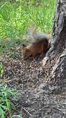 A squirrel is foraging on the ground next to a tree trunk. The squirrel is small and has reddish-brown fur with a bushy tail. It is sniffing the ground and appears to be looking for food. The ground is covered with dirt, leaves, and pine needles. Green grass and foliage are visible in the background. The lighting suggests it is daytime.