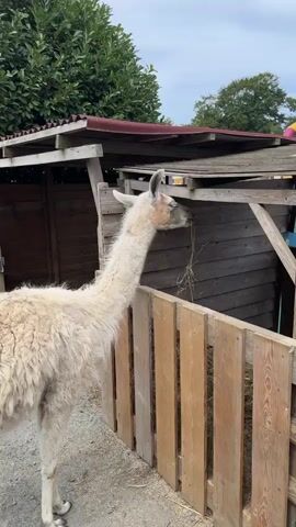 A white llama with a long neck is eating hay from a wooden structure. The llama is on the left side of the frame, and the hay is being fed from a shelf above a wooden fence. The background consists of trees and a cloudy sky. The video is shot from a medium distance, with the camera slightly angled down.