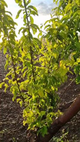 This video shows a close-up of a young tree with bright green leaves bathed in sunlight. The tree appears to be outdoors, with dark soil visible around its base. There is a sense of movement, possibly from wind or water, causing the leaves to shimmer. The background is blurred, but suggests a wider landscape with a bright sky, possibly at sunrise or sunset.
