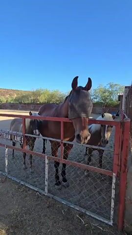 A video shows several horses in a fenced enclosure on a sunny day. The largest horse in the foreground wears a fly mask, covering its eyes and nose. Another horse, a lighter color with a dark face, stands to the left, and two other horses are partially visible behind the main horse. A sign reading "RIAN LANE" is visible on a fence post. The ground is dirt and the sky is clear blue. The horses appear to be interacting or simply standing near the fence.