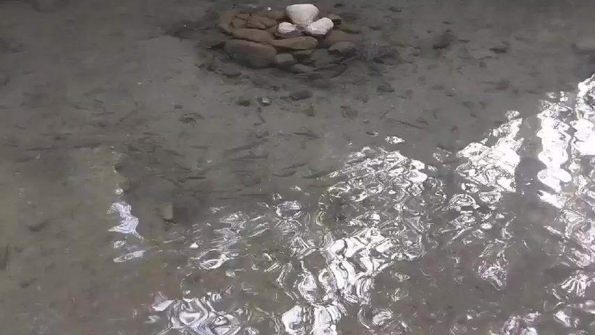 The video shows a shallow, clear stream with a bed of sand and small rocks. In the center of the stream, a small cairn of stacked stones is visible, with larger white stones on top. The water is slightly rippled, and numerous small fish can be seen swimming near the bottom. Along the left bank of the stream, lush green vegetation grows from a rocky overhang, with water trickling down from it. The overall scene suggests a natural, serene environment.