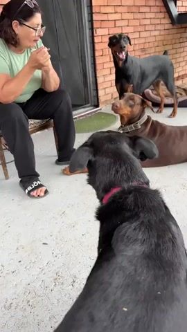 A woman sits on a stool outside a building, eating from a cup with a spoon. Three Doberman dogs are present; two are brown and one is black. The black dog is in the foreground, facing away from the camera. A brown Doberman is lying down behind the black dog. Another brown Doberman is lying down further back and to the right. A black Doberman is standing behind the brown one. The woman is wearing glasses, a light green t-shirt, and black pants. The ground is concrete. A brick wall is visible in the background.