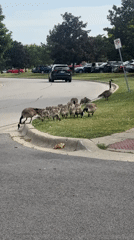 Goose family with goslings spotted crossing street in Glendale Heights