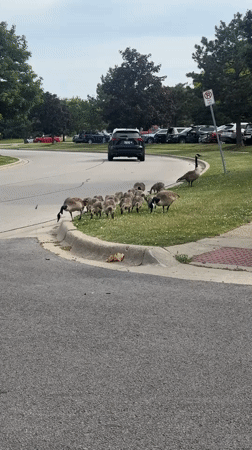 Goose family with goslings spotted crossing street in Glendale Heights