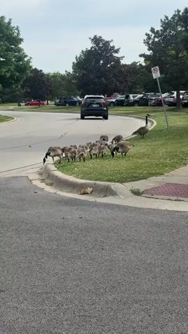 The video shows a flock of geese, mostly juvenile goslings, feeding on a grassy patch near a curb in a parking lot. The goslings are light gray with dark beaks, and the adult geese have brown bodies, black necks and heads, and white patches on their cheeks. They are gathered closely together, pecking at the ground and eating grass. One adult goose stands taller, acting as a lookout. The curb separates the grass from an asphalt road, which is lined with parked cars. A black SUV is driving away in the background. A "No Parking" sign is visible. The scene is bright and outdoors, during the daytime.