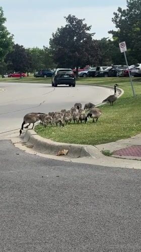Goose family with goslings spotted crossing street in Glendale Heights