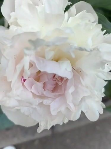 Spring flowers documented in Kryvyi Rih gardens and streets