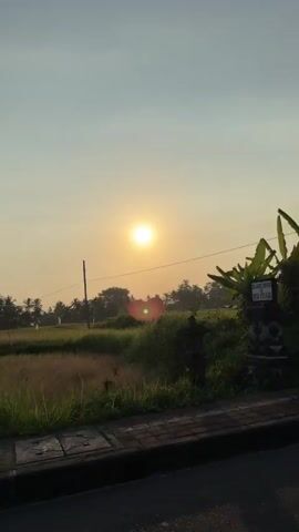 The video shows a motorcycle rider with a helmet from behind, parked on the side of a road. In the background, a bright sun is visible in a hazy sky, casting a warm glow over a rural landscape of fields and trees. The fields appear to be either rice paddies or tall grasses. Coconut trees are also visible in the distance. The road has a paved walkway or curb along its edge. In one section of the video, a person is seen walking in the distance among the fields. There are also several white sacks piled up on the side of the road. The overall atmosphere suggests a serene, natural setting, possibly at sunrise or sunset.