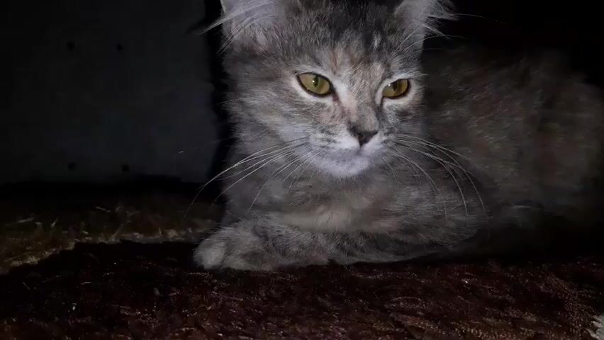 A close-up video shows a gray tabby cat lying down. The cat's eyes are partly closed and it is looking forward. The cat has yellow eyes and long whiskers. The background is dark and appears to be a carpeted surface. The lighting is dim.