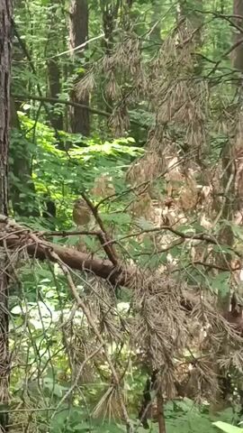 This is a video clip of a small bird perched on a dead branch in a forest. The bird is light brown and appears to be facing to the left. The branch it is perched on is part of a dead coniferous tree, with dry, brown needles hanging down. Behind the dead tree, there is a dense forest with lush green foliage and other trees. The lighting suggests it is daytime, with dappled sunlight filtering through the leaves. The overall scene is peaceful and natural, characteristic of a forest environment in Russia, specifically the area of Lesnaya Polyana. There is no visible text in the clip.