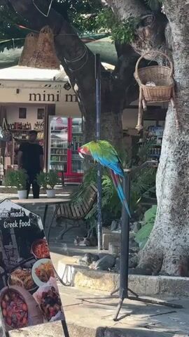 A vibrantly colored macaw stands on a metal pole. The parrot is mostly green with a blue tail and wings and a red neck. It is bending its head down. Behind the parrot, a man in a black shirt and pants is visible in front of a store. The store has a red refrigerator and shelves stocked with items. A table and chairs are set up outside the store. Two cats are lying on the ground in the shade. Wicker baskets hang from a tree above. A sign with pictures of food is visible in the foreground.