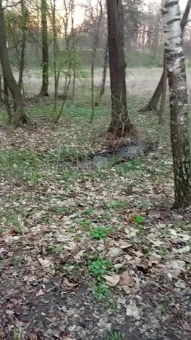 The camera moves along a path through a wooded area. The trees are mostly bare, with some new green growth visible. The ground is covered in fallen leaves and some patches of green. There is a small ditch or stream running through the scene. A concrete object is visible amongst the trees. The sky is overcast. There are no people visible.