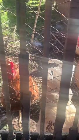 The video shows several chickens inside a pen made of wire mesh and wooden posts. The chickens are white and brown. Some have red combs. The camera is positioned outside the pen, looking in through the wire mesh. The ground inside the pen is dirt and scattered debris. The sun shines through the gaps in the pen, creating bright spots and shadows.