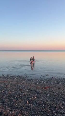 The video shows a group of three people wading into calm water near a pebble beach. The sky is clear with a gradient of blue to pink, suggesting sunrise or sunset. The water is still, reflecting the sky. One person is in the foreground, and two are further in the water. They appear to be children playing or exploring.