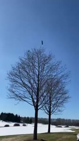 The video starts with a shot of two leafless trees under a clear, bright blue sky. Two dark birds are perched in the upper branches of the leftmost tree. The ground is a mix of green grass and patches of snow. In the background, a line of evergreen trees stretches along the horizon. The camera then pans up to capture the sun shining brightly in the sky, creating a lens flare effect. The video ends with another brief pan to the right, showing more of the blue sky and the rightmost tree.