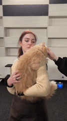 Cat cafe visitors enjoy feline interactions during winter afternoon