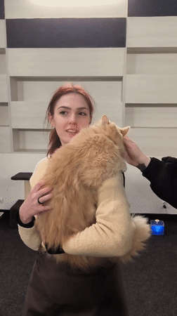 Cat cafe visitors enjoy feline interactions during winter afternoon