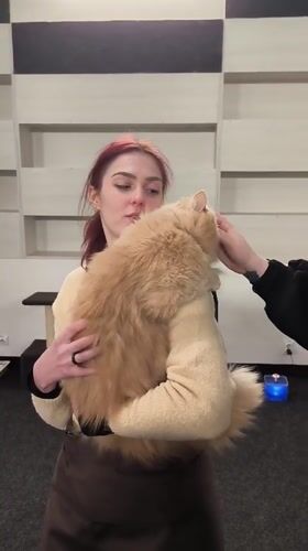 Cat cafe visitors enjoy feline interactions during winter afternoon