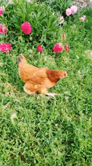 Rural morning documented: cats, chickens, gardens in Ustyvytsia