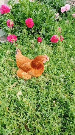 Rural morning documented: cats, chickens, gardens in Ustyvytsia