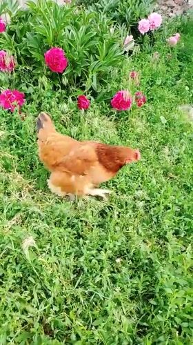 Rural morning documented: cats, chickens, gardens in Ustyvytsia