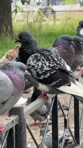 Pigeons on a park fence, Saint Petersburg