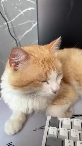 A close-up video shows a ginger and white cat with its eyes mostly closed, lying on a white and black patterned surface, possibly a desk or mousepad. To the right of the cat, a white keyboard with grey keycaps is visible, with some keys labeled including "Tab" and "Caps." The background is blurred, with hints of a grey, marbled texture and a black object, likely a computer monitor. The lighting is dim, and the video is of low resolution, giving it a slightly fuzzy appearance. The cat's ear twitches slightly at the beginning of the clip.