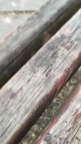 The video begins with a close-up shot of a weathered wooden bench, then pans up to reveal a tiled pathway in a park. Lush green trees with dappled sunlight filtering through their leaves dominate the frame as the camera continues to ascend, offering a view of the vibrant foliage against a clear blue sky. A park bench is visible in the distance.